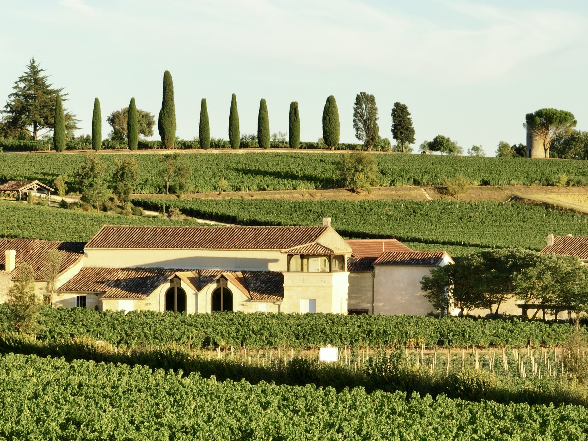 Ausblick auf die Weinreben