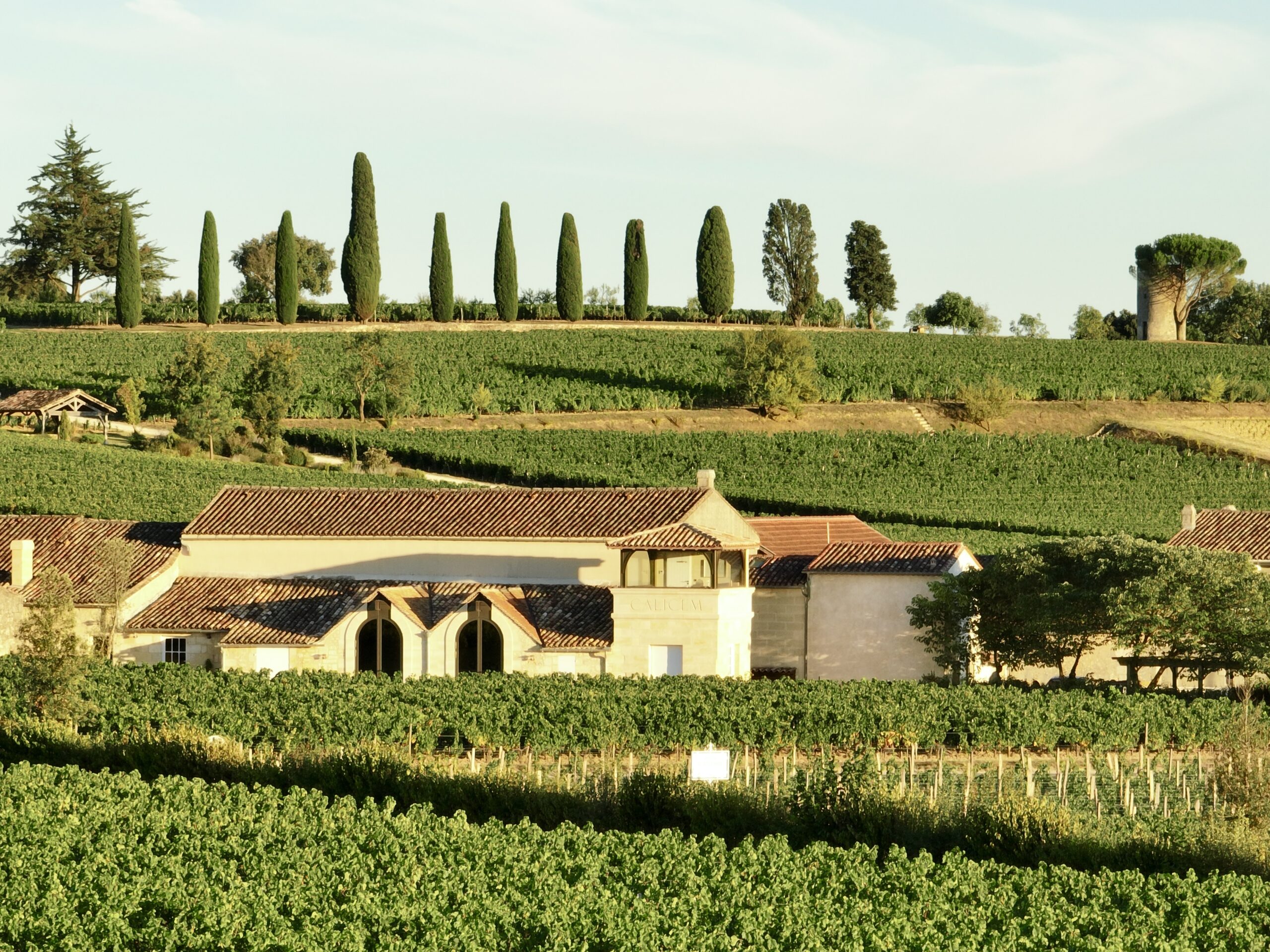 Ausblick auf die Weinreben