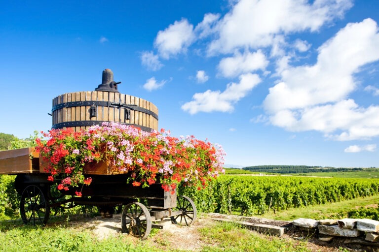 Alte Weinpresse auf einem Wagen geschmückt mit Blumen