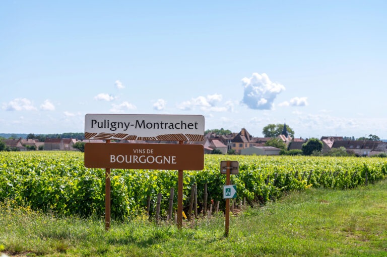 Puligny-Montrachet Weinreben