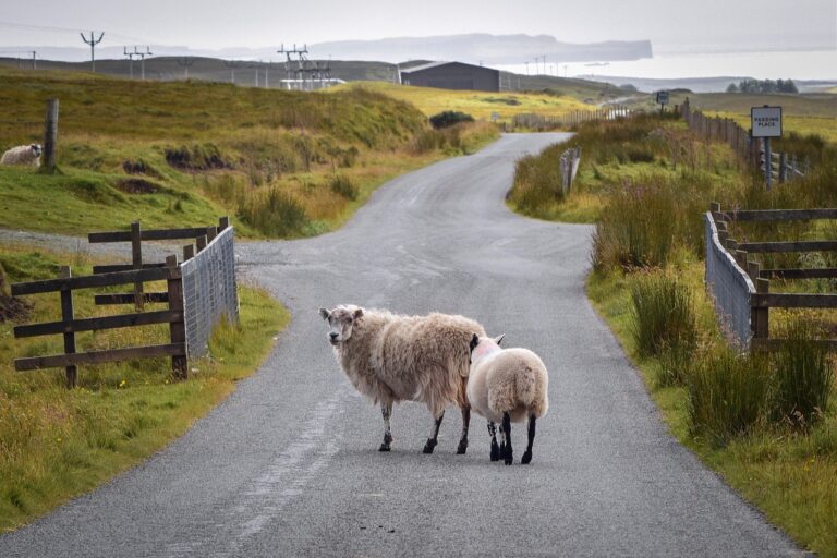 Schafe auf der Strasse in Schottland