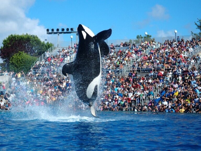 Orca-Show im Sea World in Orlando