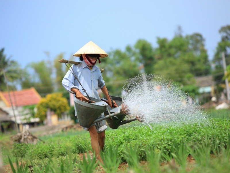 Pflanzen giessen im Garten in Vietnam